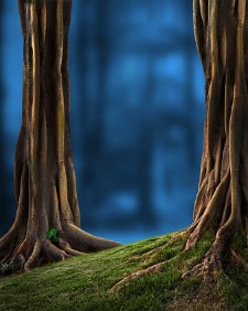 Fantasy in the woods
